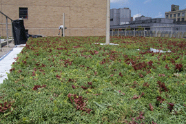 Fashion Institute of Technology - Green Roof